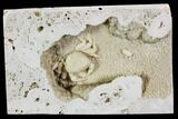 Fossil Crab (Potamon) Preserved in Travertine - Turkey #112336-2